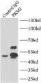 Pyruvate Kinase M1/2 antibody, FNab06494, FineTest, Immunoprecipitation image 