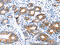 Claudin 7 antibody, CSB-PA119092, Cusabio, Immunohistochemistry paraffin image 
