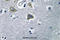 Carbonic Anhydrase 5B antibody, A11974, Boster Biological Technology, Immunohistochemistry frozen image 