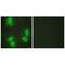 Cyclin Dependent Kinase 5 Regulatory Subunit 1 antibody, A02595, Boster Biological Technology, Immunofluorescence image 