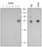 TNF Receptor Associated Factor 6 antibody, AF3284, R&D Systems, Western Blot image 