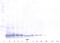 C-C Motif Chemokine Ligand 25 antibody, XP-5280, ProSci, Western Blot image 