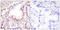ETS Proto-Oncogene 1, Transcription Factor antibody, LS-C117643, Lifespan Biosciences, Immunohistochemistry paraffin image 