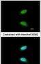 CAMP Responsive Element Modulator antibody, PA5-29927, Invitrogen Antibodies, Immunofluorescence image 