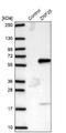 Zinc Finger Protein 35 antibody, NBP2-30842, Novus Biologicals, Western Blot image 