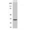 Alkaline Ceramidase 3 antibody, LS-C382048, Lifespan Biosciences, Western Blot image 