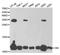 Diazepam Binding Inhibitor, Acyl-CoA Binding Protein antibody, MBS129671, MyBioSource, Western Blot image 