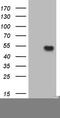 Vascular Endothelial Growth Factor D antibody, TA807481S, Origene, Western Blot image 