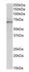 Growth Factor Receptor Bound Protein 10 antibody, orb137162, Biorbyt, Western Blot image 