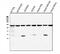 ATP Citrate Lyase antibody, M02372-1, Boster Biological Technology, Western Blot image 