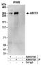 Activating Signal Cointegrator 1 Complex Subunit 3 antibody, A304-014A, Bethyl Labs, Immunoprecipitation image 