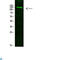 Collagen Type XIX Alpha 1 Chain antibody, LS-C813386, Lifespan Biosciences, Western Blot image 