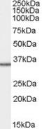 Mitochondrial Ribosomal Protein L3 antibody, NB300-863, Novus Biologicals, Western Blot image 