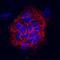 Basigin (Ok Blood Group) antibody, MAB3195, R&D Systems, Immunocytochemistry image 