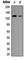 Vinculin antibody, abx121808, Abbexa, Western Blot image 