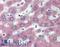 Parathyroid Hormone 1 Receptor antibody, LS-B2267, Lifespan Biosciences, Immunohistochemistry frozen image 