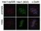 NDC80 Kinetochore Complex Component antibody, GTX70016, GeneTex, Immunocytochemistry image 