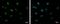 Cold Inducible RNA Binding Protein antibody, PA5-31661, Invitrogen Antibodies, Immunofluorescence image 