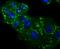 Nuclear Receptor Subfamily 1 Group H Member 3 antibody, A03331-1, Boster Biological Technology, Immunocytochemistry image 
