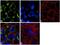 Huntingtin antibody, 701663, Invitrogen Antibodies, Immunofluorescence image 