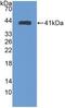 Transferrin Receptor 2 antibody, abx131901, Abbexa, Western Blot image 