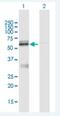 Lipase Maturation Factor 1 antibody, H00064788-B01P-50ug, Novus Biologicals, Western Blot image 