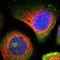 Actin Related Protein 2/3 Complex Subunit 2 antibody, NBP1-88852, Novus Biologicals, Immunofluorescence image 