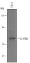 Interleukin 10 Receptor Subunit Beta antibody, PA5-47727, Invitrogen Antibodies, Western Blot image 