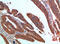 Platelet Derived Growth Factor C antibody, STJ98770, St John