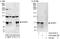 Myelin expression factor 2 antibody, A303-680A, Bethyl Labs, Immunoprecipitation image 