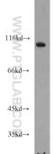 Ubiquitin Specific Peptidase 5 antibody, 10473-1-AP, Proteintech Group, Western Blot image 