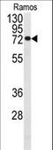 Cell Division Cycle 25B antibody, LS-C100808, Lifespan Biosciences, Western Blot image 