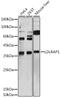 Low Density Lipoprotein Receptor Adaptor Protein 1 antibody, GTX64629, GeneTex, Western Blot image 