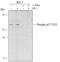 Cyclin Dependent Kinase Inhibitor 1B antibody, AF1555, R&D Systems, Western Blot image 