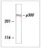 E1A Binding Protein P300 antibody, ab14984, Abcam, Western Blot image 