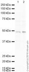Nuclear Receptor Subfamily 2 Group F Member 2 antibody, ab41859, Abcam, Western Blot image 