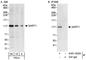 Spliceosome Associated Factor 1, Recruiter Of U4/U6.U5 Tri-SnRNP antibody, A301-423A, Bethyl Labs, Immunoprecipitation image 