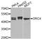 Origin Recognition Complex Subunit 4 antibody, PA5-76246, Invitrogen Antibodies, Western Blot image 