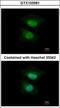 NGFI-A Binding Protein 2 antibody, GTX103581, GeneTex, Immunocytochemistry image 