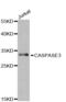 Caspase 3 antibody, AHP2717, Bio-Rad (formerly AbD Serotec) , Western Blot image 