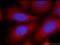 Angiotensinogen antibody, 23972-1-AP, Proteintech Group, Immunofluorescence image 