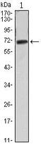 Protein Tyrosine Kinase 2 antibody, MA5-15643, Invitrogen Antibodies, Western Blot image 