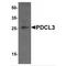 Phosducin Like 3 antibody, MBS153675, MyBioSource, Western Blot image 