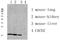 60S ribosomal protein L35 antibody, STJ99645, St John