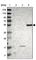 Leukocyte Immunoglobulin Like Receptor B5 antibody, HPA012069, Atlas Antibodies, Western Blot image 