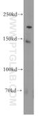 Sister chromatid cohesion protein PDS5 homolog B antibody, 18796-1-AP, Proteintech Group, Western Blot image 