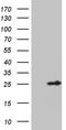 Calcium-binding protein p22 antibody, TA810154, Origene, Western Blot image 