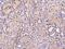 STAM Binding Protein antibody, 201015-T08, Sino Biological, Immunohistochemistry frozen image 