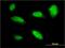 Paired Like Homeobox 2A antibody, H00000401-M01, Novus Biologicals, Immunofluorescence image 