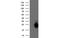 ADP Ribosylation Factor Like GTPase 11 antibody, MBS533207, MyBioSource, Western Blot image 